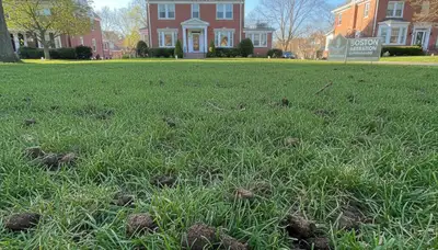 Healthy Boston lawn recovering after aeration treatment by professional landscapers in Massachusetts